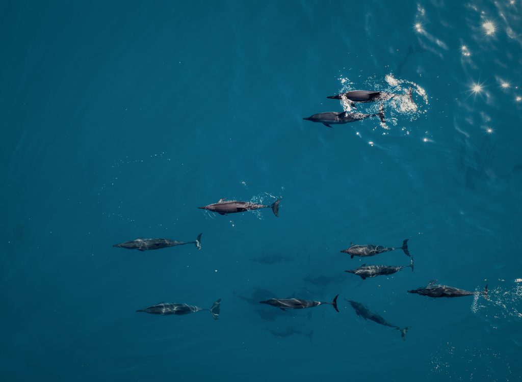 RAH GILI MALDIVES DOLPHIN LAGOON