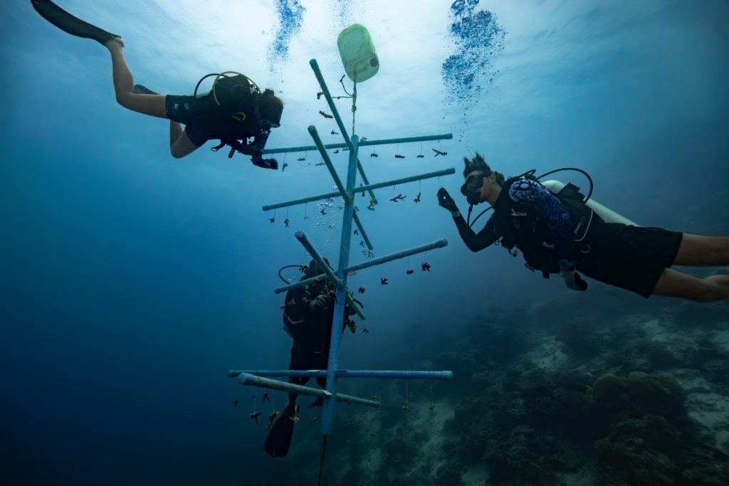 Batch Coral Tree Planting