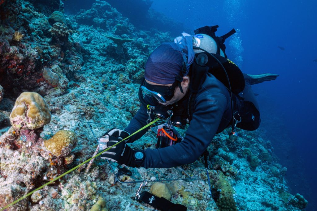 Batch Coral reef exploration