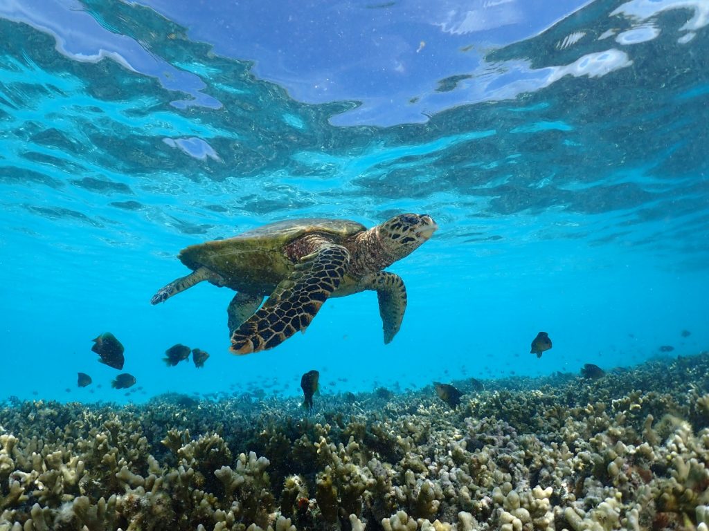 Batch Hawsbill Turtle
