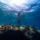 Batch Housereef Snorkelling