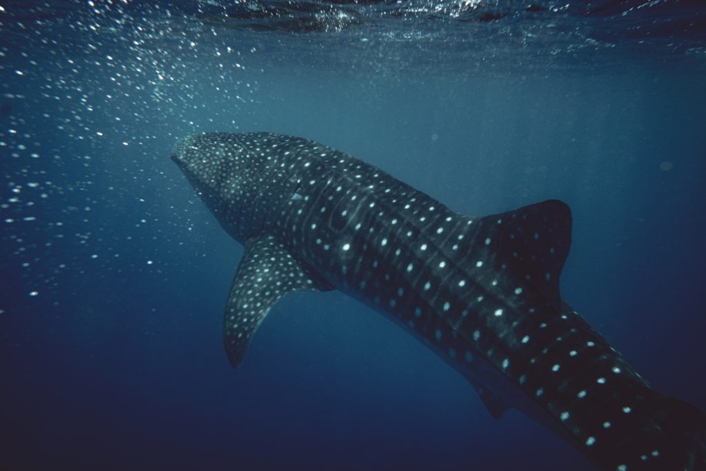Batch Whale Shark