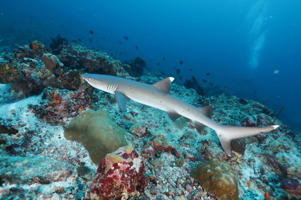 Batch White tip reef shark (1)