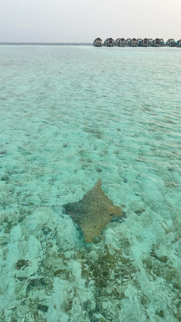 Batch ornate eagle ray