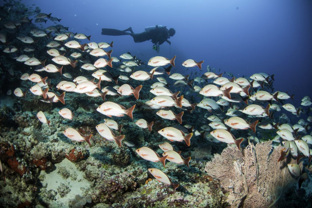 Centara Grand Island Resort & Spa Maldives Diving