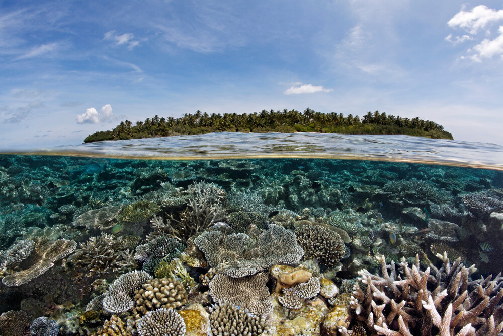 Maldives Coral Institute to publish new Research – Hotelier Maldives