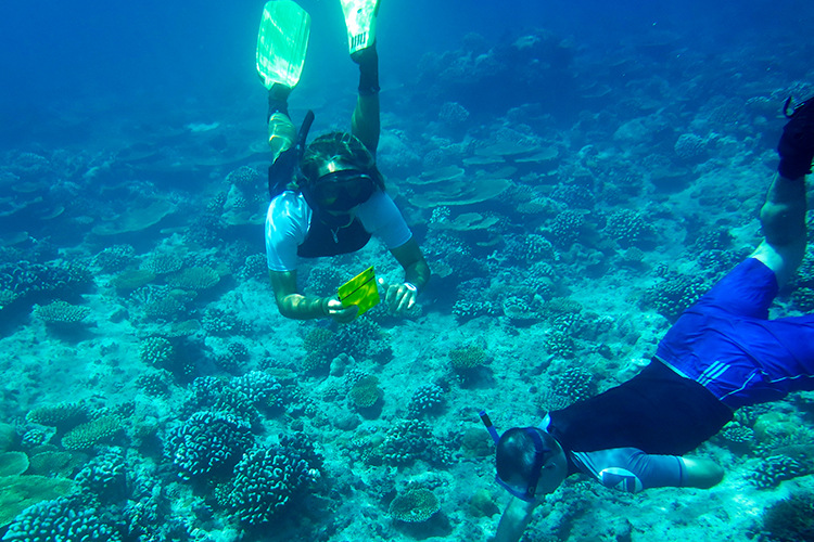 LUX* Maldives implements new coral reef monitoring project – Hotelier ...