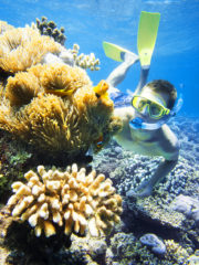 Maldives Eco Clownfish01