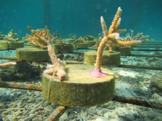 Outrigger Konotta Maldives Coral Planting