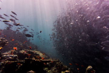 Pexels Underwater Fish