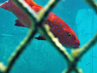 Roving Coral Grouper 