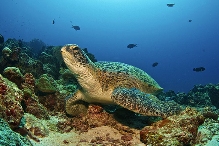 Six Sense Laamu Turtles