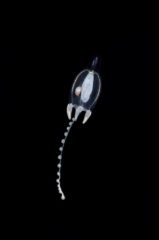 Six Senses Laamu Introduces Blackwater Diving In The Maldives 6