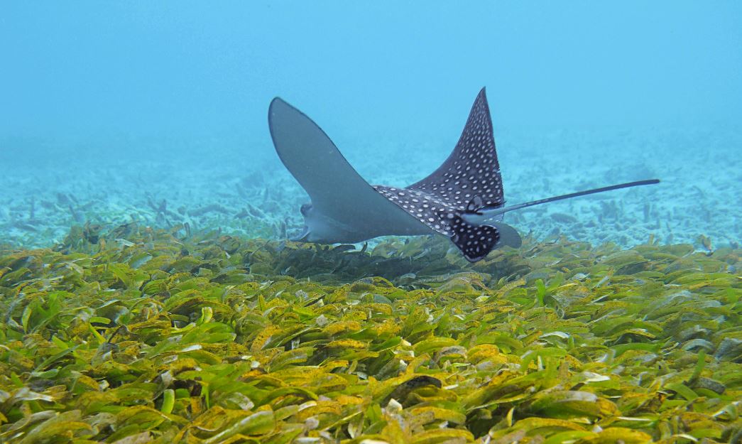 Six Senses Laamu pledges conservation of sea grass beds around the ...