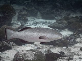 Squaretail coral grouper