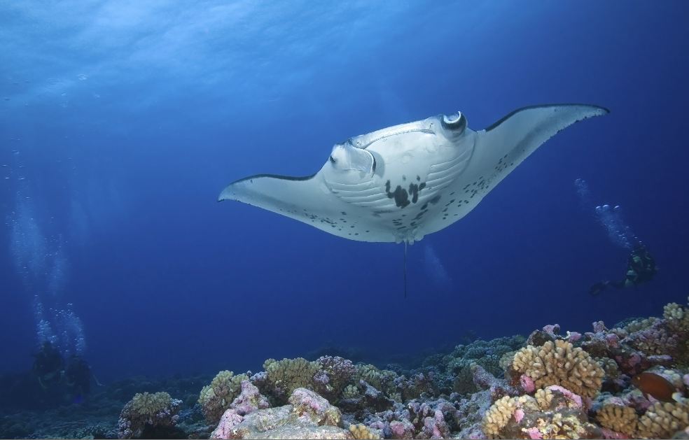 Manta frenzy is on at Olhuveli Beach & Spa Maldives – Hotelier Maldives