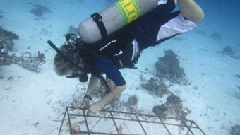 Outrigger Maldives coral regeneration