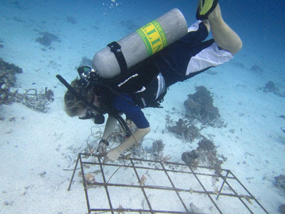 Outrigger Maldives coral regeneration