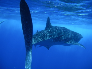 whale sharks 2010 (2)